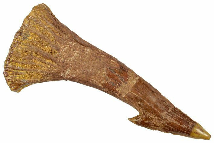 Fossil Sawfish (Onchopristis) Rostral Barb - Morocco #250912